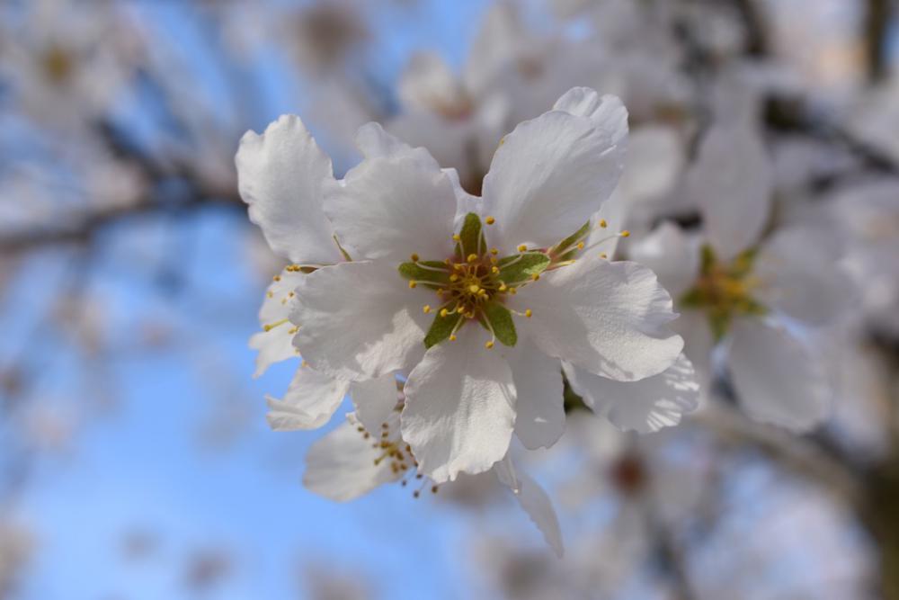 Almond Trees Almond Tree Flower Spring Almonds Almond Trees Almond Tree Flower Spring Almonds