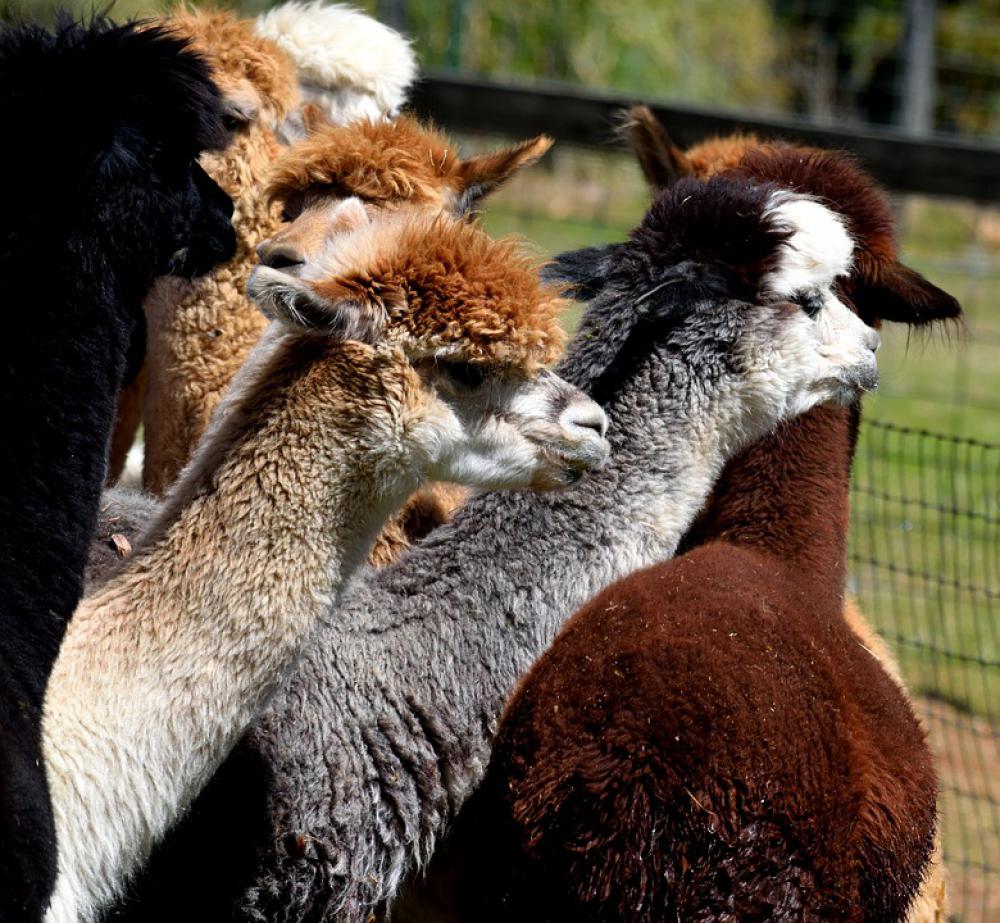 Alpacas Animal Cute Alpaca Farm Fur Head Mammal Alpacas Animal Cute Alpaca Farm Fur Head Mammal