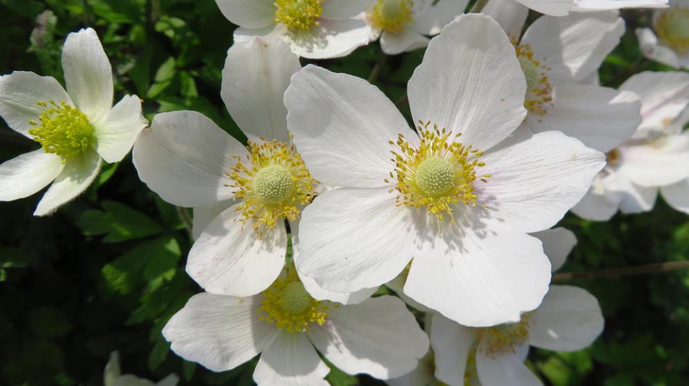 Anemones Spring Anemone Flowers White Garden Anemones Spring Anemone Flowers White Garden