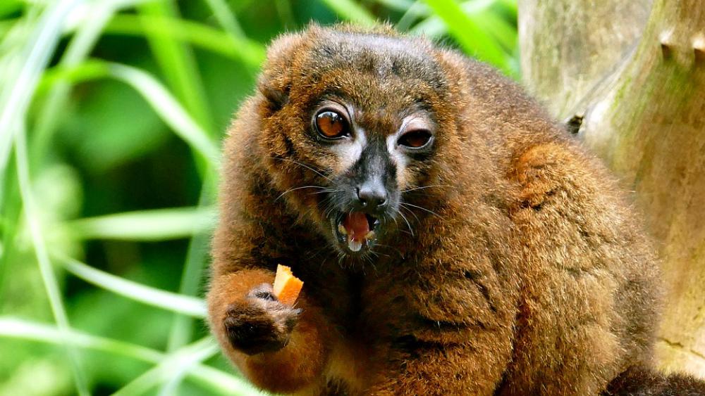 Animal Mammal Zoo Nature Animal World Eat Brown Animal Mammal Zoo Nature Animal World Eat Brown
