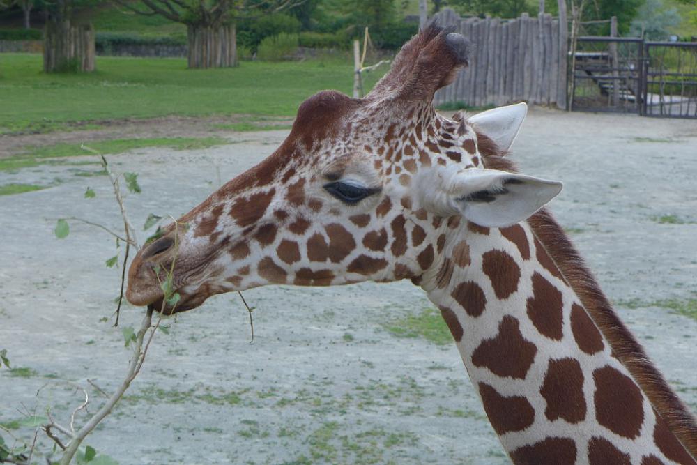 Animal Giraffe Zoo The Dvůr Králové Zoo Mammal Animal Giraffe Zoo The Dvůr Králové Zoo Mammal