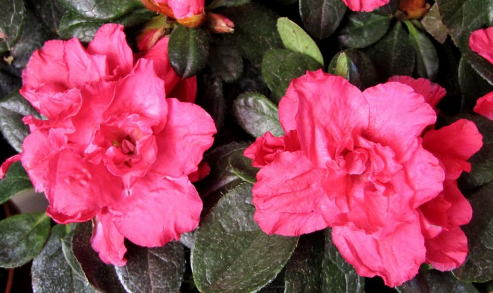 Azalea Blossom Bloom Close Up Nature Plant Flower Azalea Blossom Bloom Close Up Nature Plant Flower