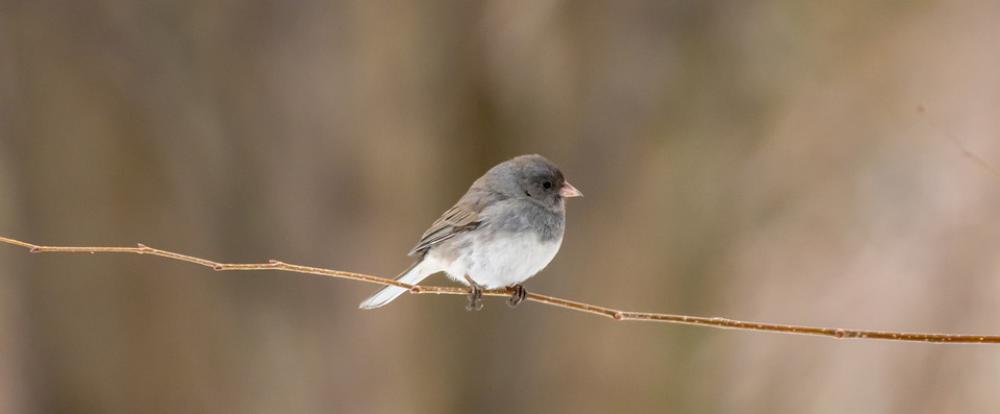 Backyard Wildlife Birdwatching Bird Perch Tree Backyard Wildlife Birdwatching Bird Perch Tree