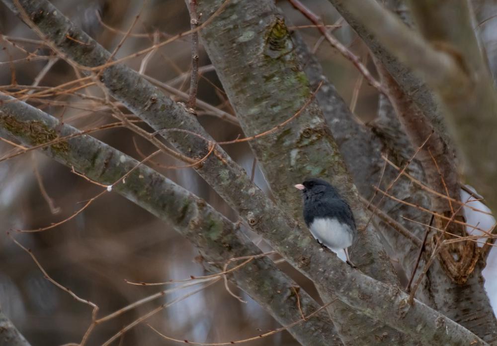 Backyard Wildlife Birdwatching Bird Perch Tree Backyard Wildlife Birdwatching Bird Perch Tree