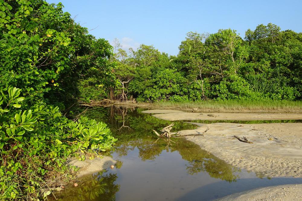 Beach Creek Sea Wandoor Foliage Vegetation Beach Creek Sea Wandoor Foliage Vegetation