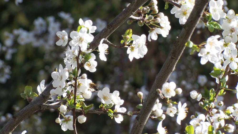 Bee Flower Flowers Plum Blossom Spring Bloom Bee Flower Flowers Plum Blossom Spring Bloom