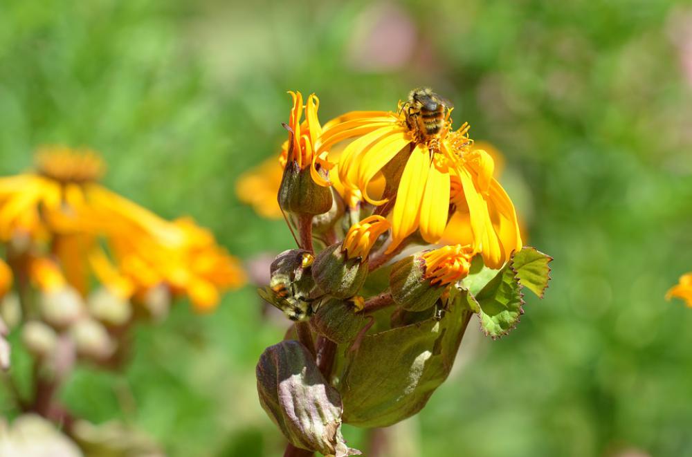 Bee Flower Yellow Pollen Nature Insect Garden Bee Flower Yellow Pollen Nature Insect Garden