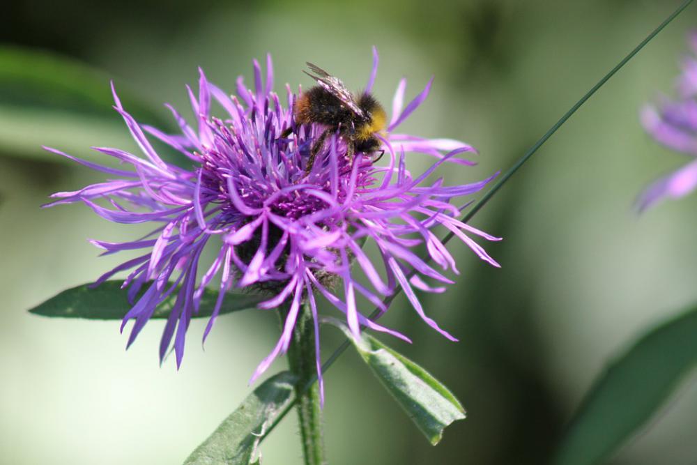 Bee Flower Pink Nature Pollen Pollination Honey Bee Flower Pink Nature Pollen Pollination Honey