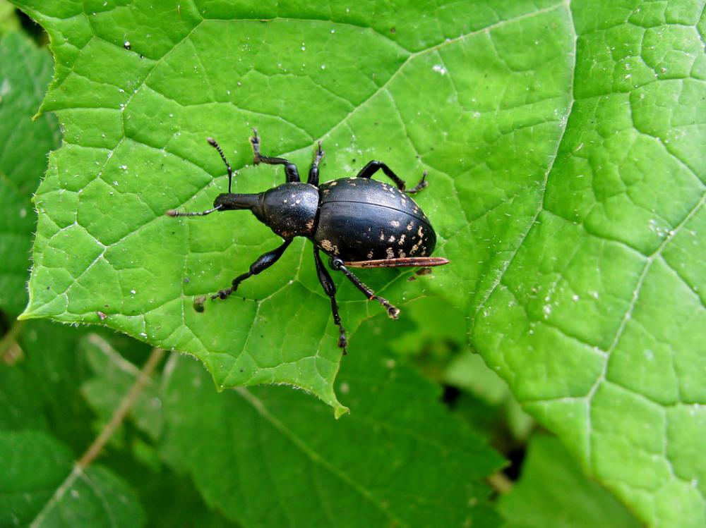 Beetle Forest Insect Forest-Beetle Nature Beetle Forest Insect Forest-Beetle Nature
