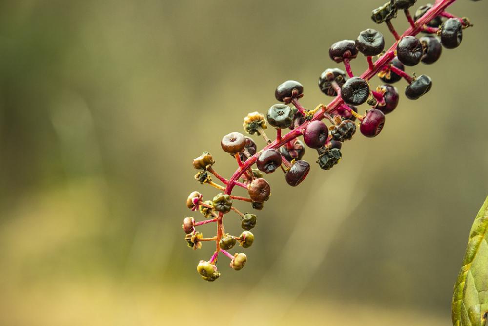 Berries Caster Bean Burgundy Wild Nature Poison Berries Caster Bean Burgundy Wild Nature Poison