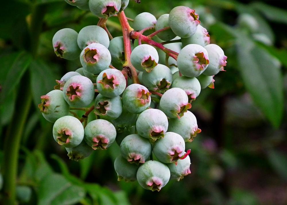 Bilberry American Fruit Nature Closeup Garden Bush Bilberry American Fruit Nature Closeup Garden Bush