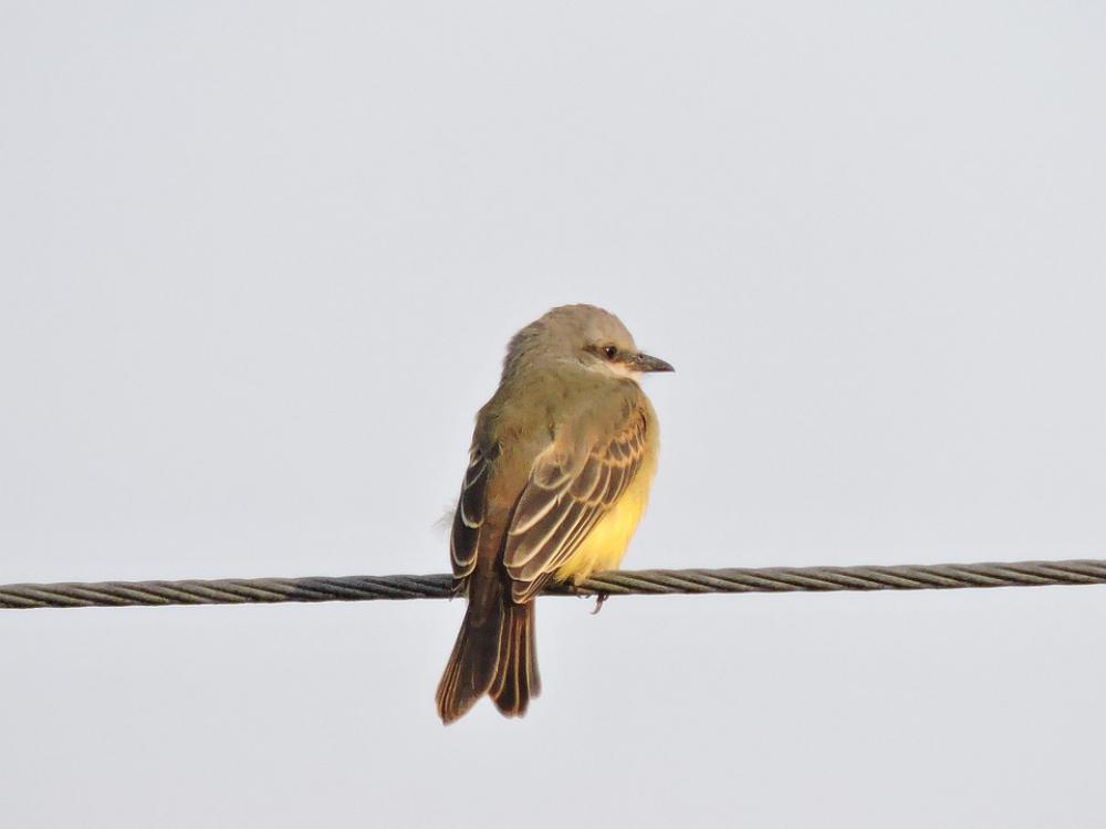 Bird Ave Yellow Nature Animals Pen Feathers Bird Ave Yellow Nature Animals Pen Feathers
