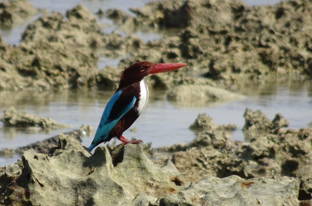 Bird Kingfisher White-Throated Halcyon Smyrnensis Bird Kingfisher White-Throated Halcyon Smyrnensis