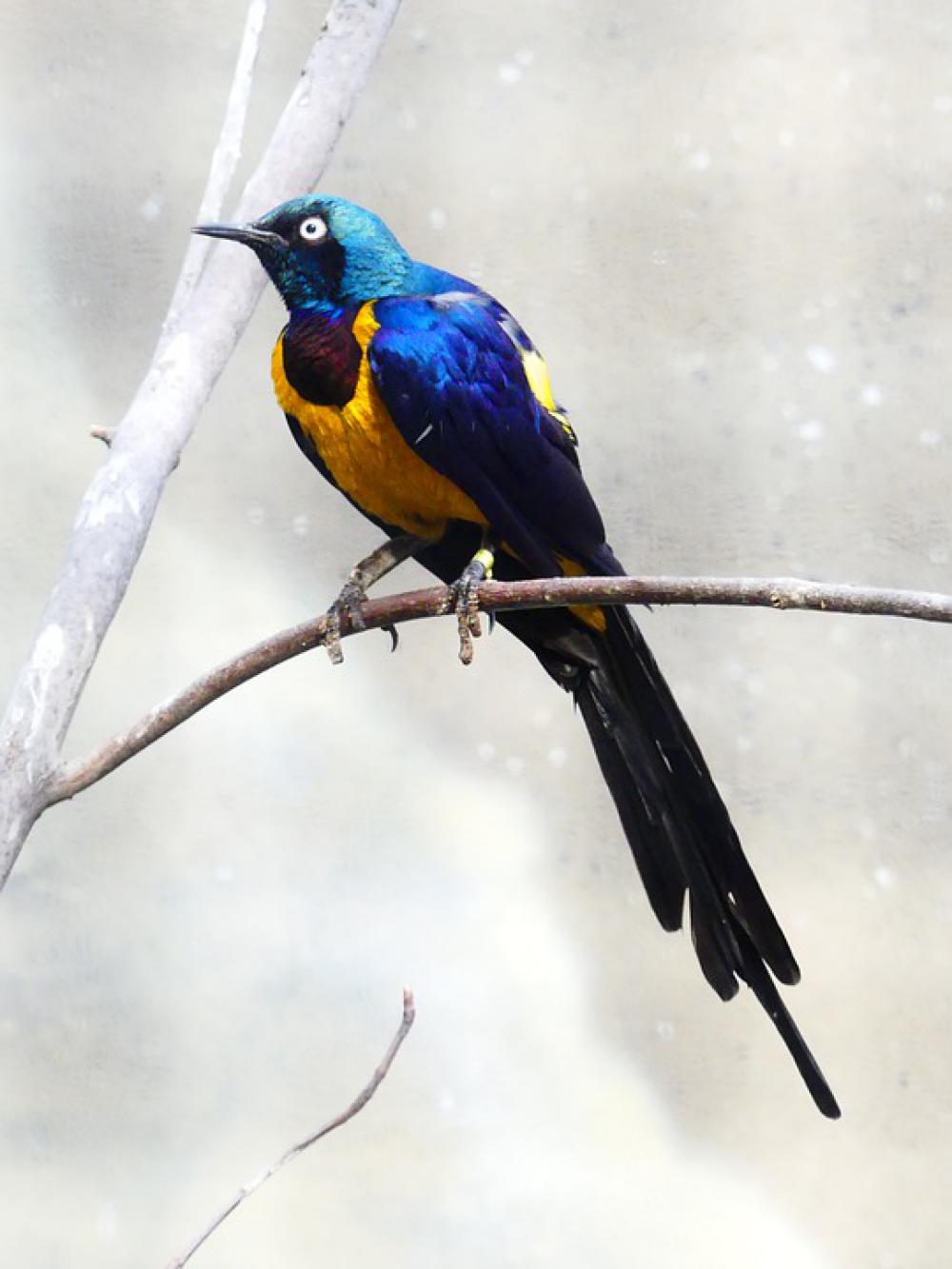 Bird Colorful Nature Plumage Wing Animal Bill Bird Colorful Nature Plumage Wing Animal Bill