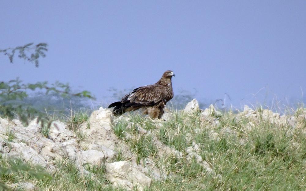 Bird Eastern Imperial Eagle Aquila Heliaca Bird Eastern Imperial Eagle Aquila Heliaca