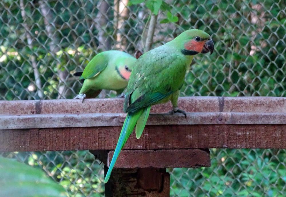 Bird Parrot Long-Tailed Parakeet Bird Parrot Long-Tailed Parakeet