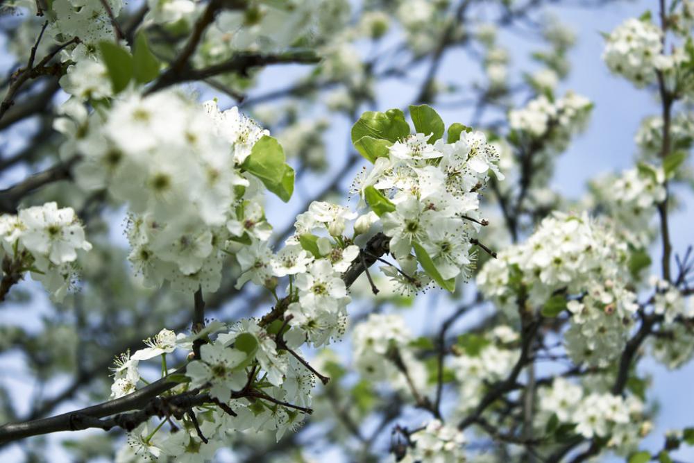 Blossom Spring Bloom Plant Flowers Nature White Blossom Spring Bloom Plant Flowers Nature White