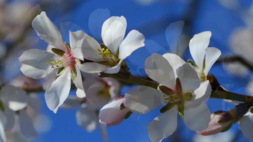 Blossom Bloom Spring Nature Plant White Flora Blossom Bloom Spring Nature Plant White Flora