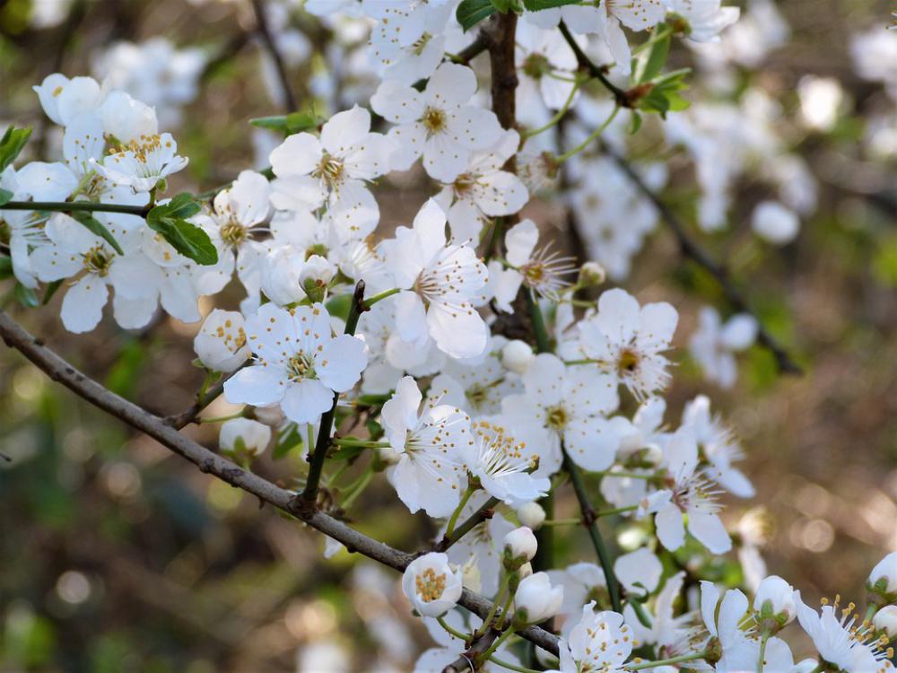 Blossom White Spring Flower Plant Nature Blossom White Spring Flower Plant Nature