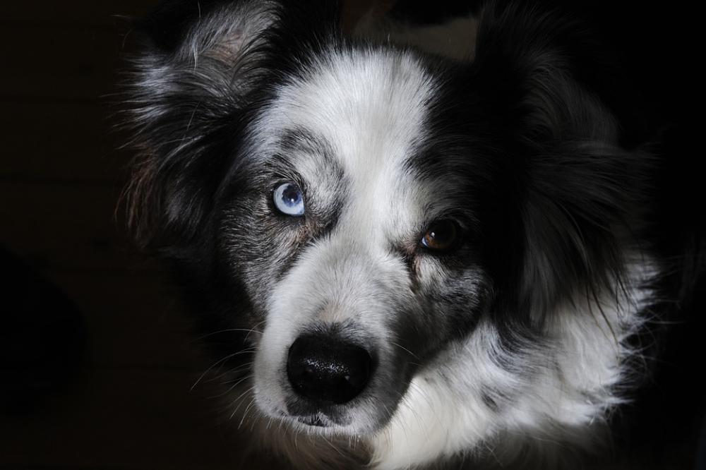 Border Collie Dog Pet Portrait Adorable Doggy Border Collie Dog Pet Portrait Adorable Doggy