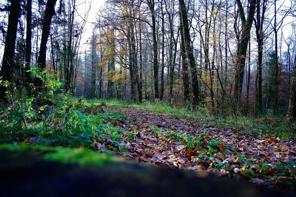 Bosque Otoño Forest Autumn Nature Trees Landscape Bosque Otoño Forest Autumn Nature Trees Landscape