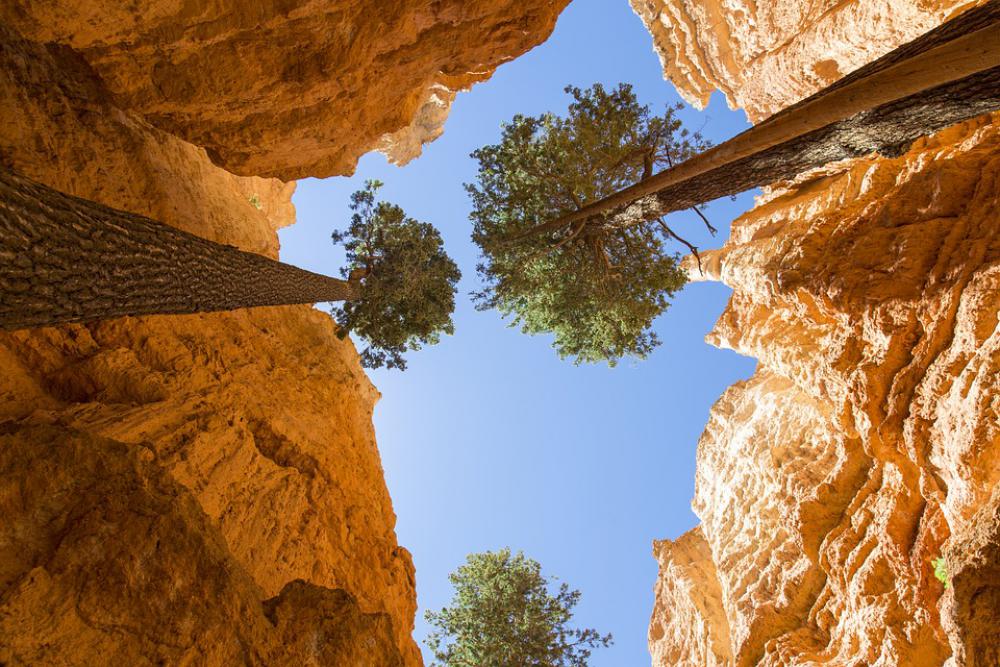 Brice Canyon Rocks Trees Tree Park Nature Brice Canyon Rocks Trees Tree Park Nature