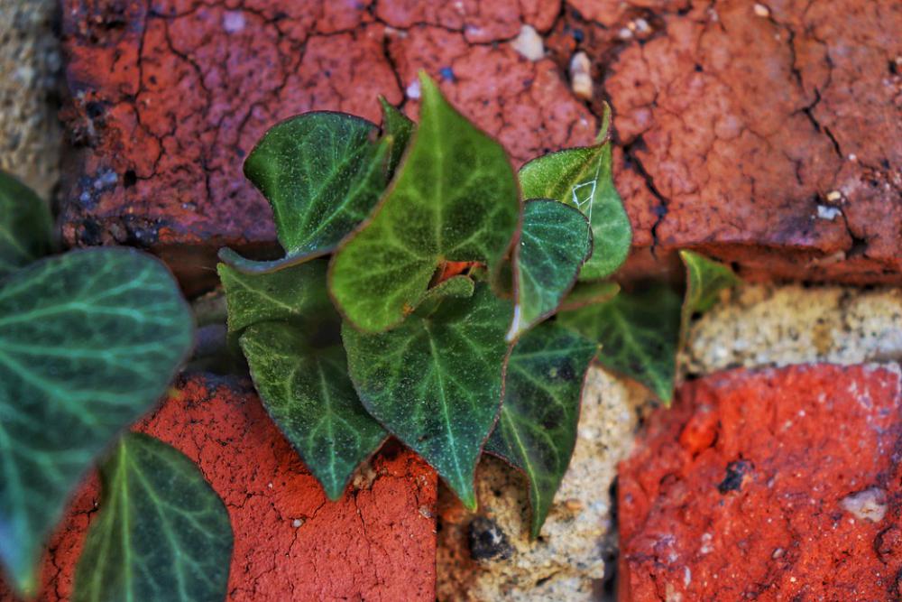 Brick Cracks Wall Foliage Exterior Concrete Brick Cracks Wall Foliage Exterior Concrete