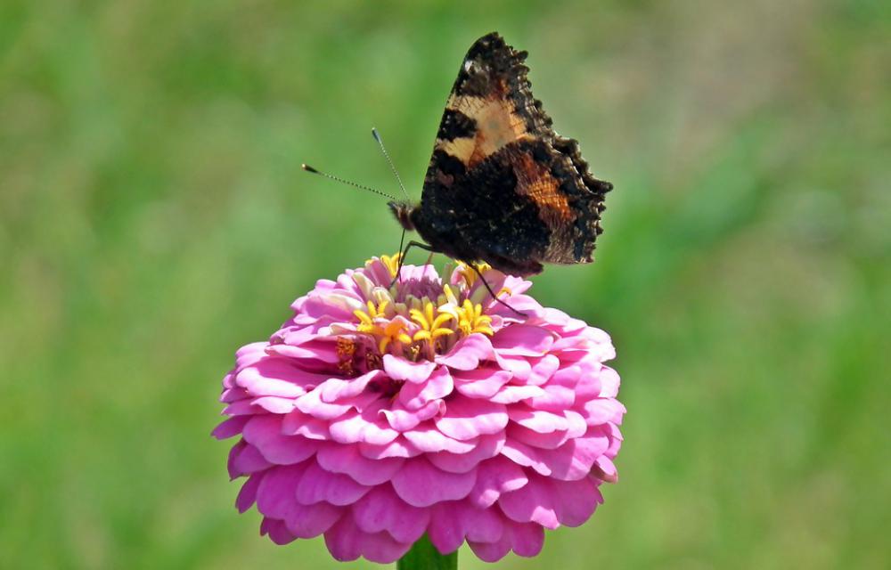 Butterfly Insect Flower Zinnia Macro Summer Butterfly Insect Flower Zinnia Macro Summer