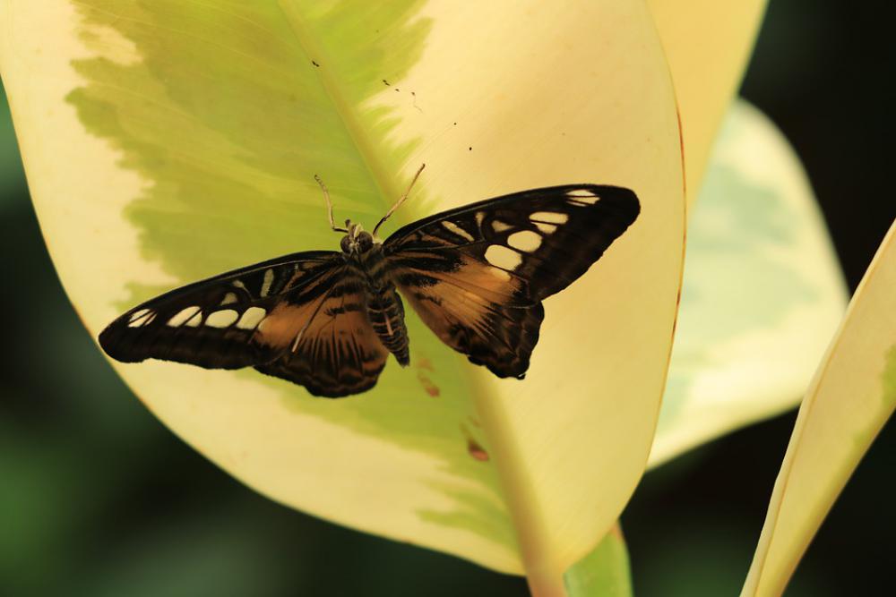 Butterfly Bug Fauna Nature Tropical Exotic Wings Butterfly Bug Fauna Nature Tropical Exotic Wings