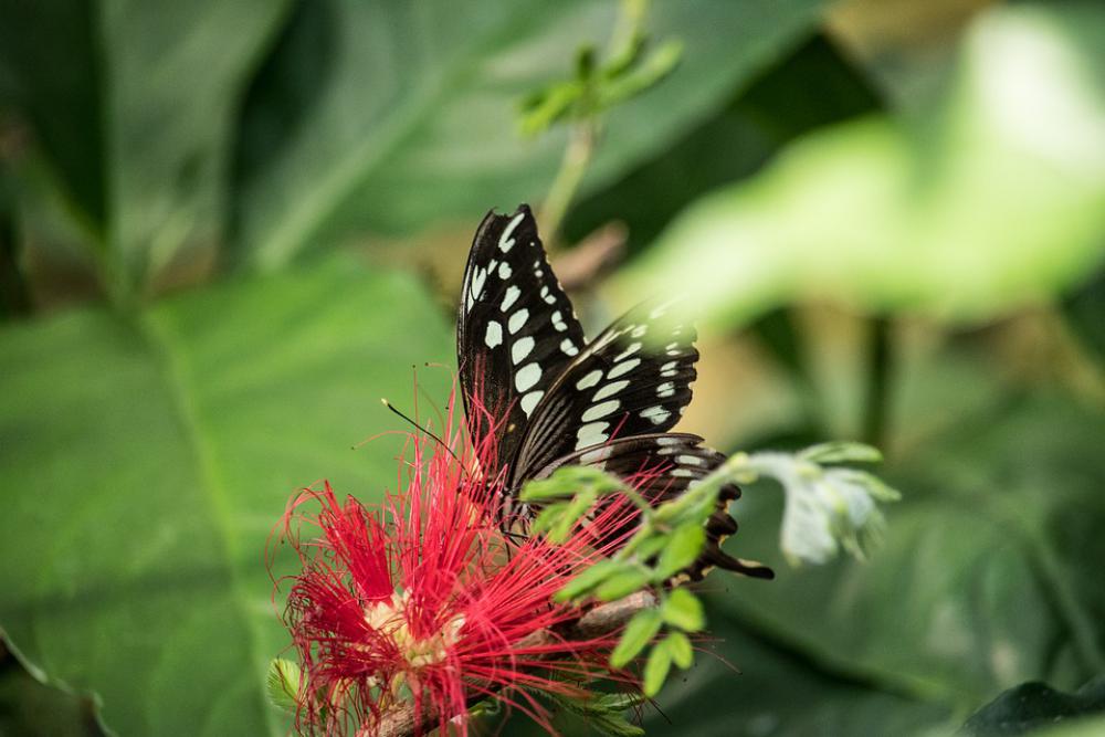 Butterfly Animal Animal World Butterflies Blossom Butterfly Animal Animal World Butterflies Blossom
