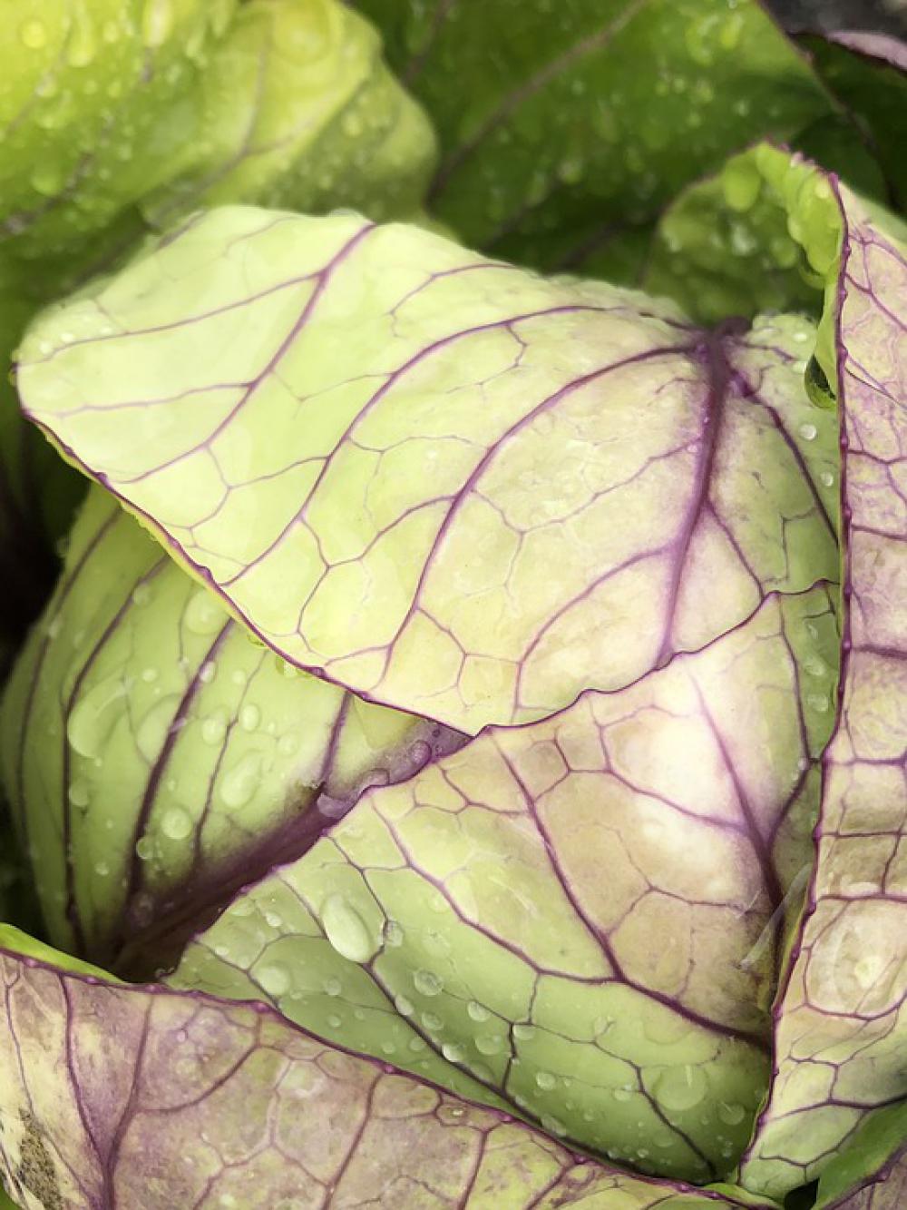 Cabbage Raindrops Vegetable Green Horticulture Cabbage Raindrops Vegetable Green Horticulture