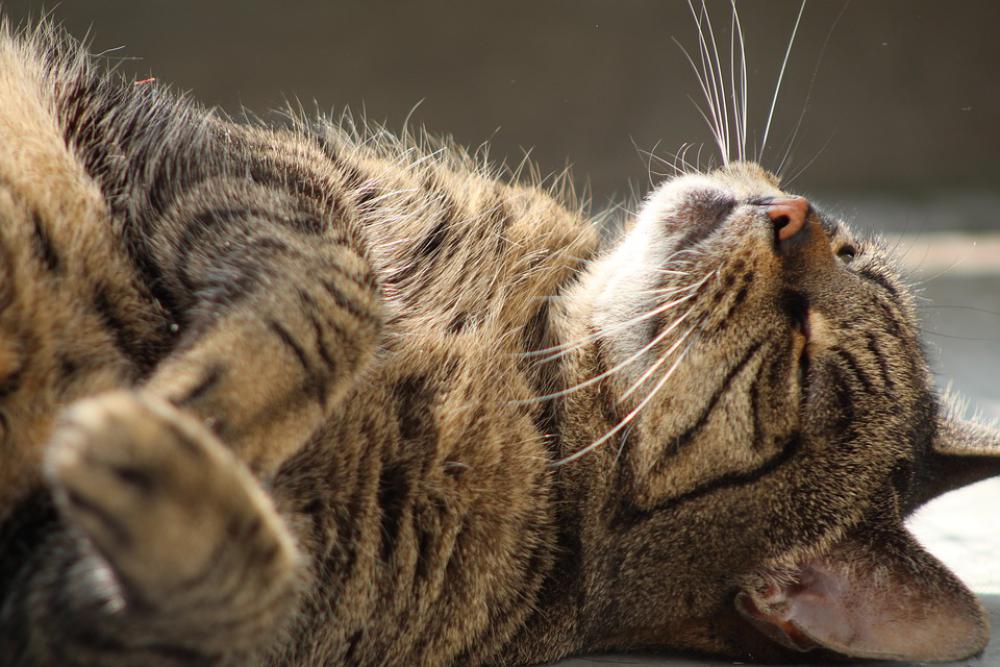 Cat Care Cats Cypers Cat Pet Animal Feline Sweet Cat Care Cats Cypers Cat Pet Animal Feline Sweet