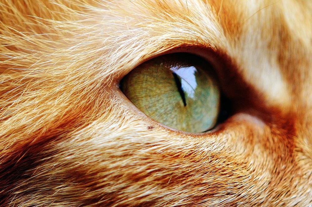 Cat Face Eyes Animal Cats Cat Face Eyes Animal Cats
