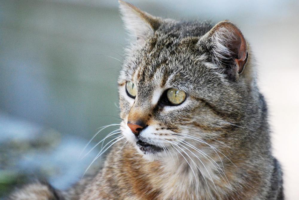 Cat Animal Pet Head Animal Portrait Kitten Cat Animal Pet Head Animal Portrait Kitten