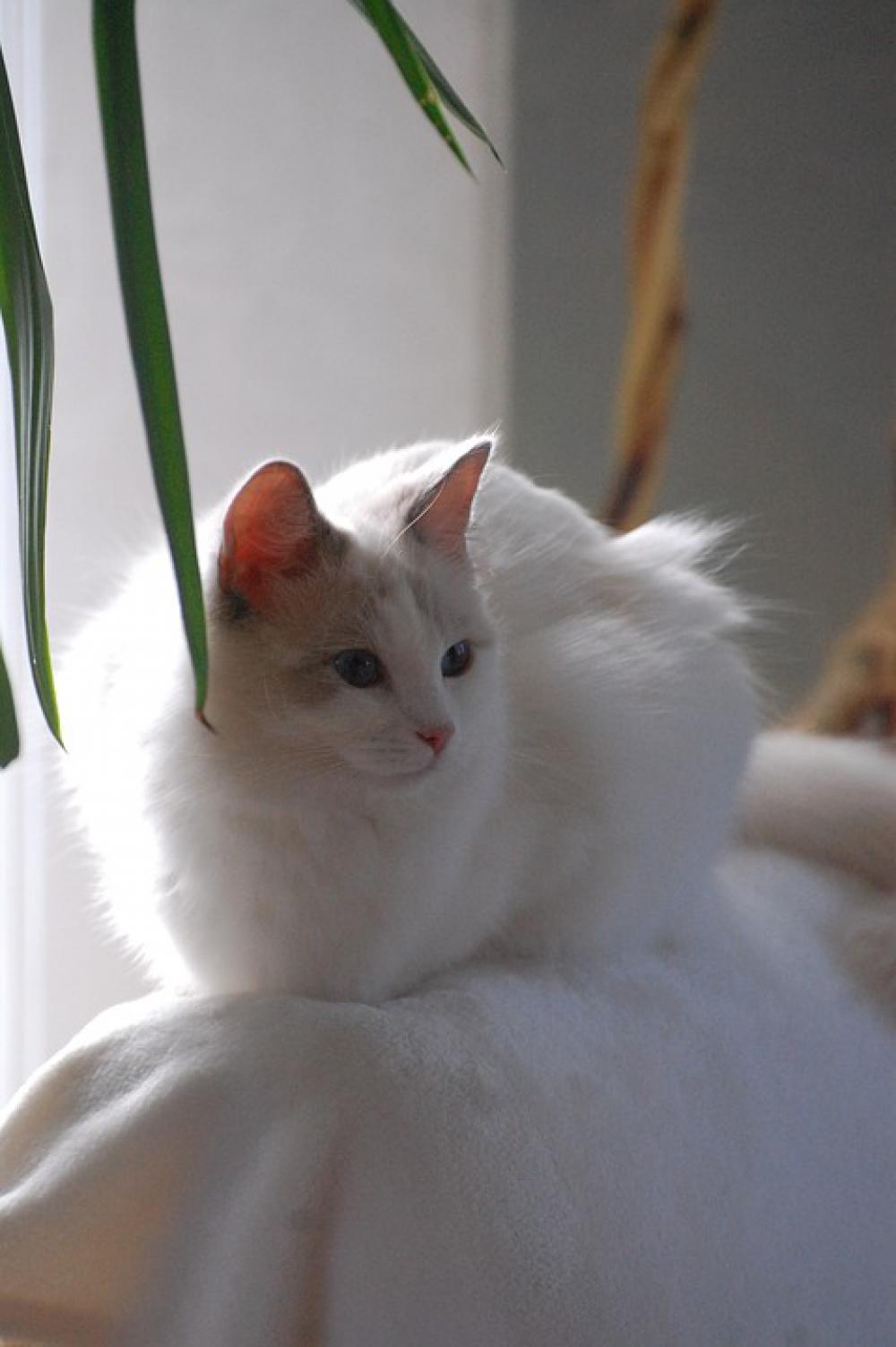 Cat Animals Fur Ragdoll White Cat Animals Fur Ragdoll White