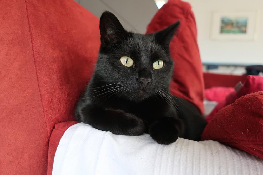 Cat Cat'S Eyes Lying Cat Sofa Relaxed Cat Cat'S Eyes Lying Cat Sofa Relaxed