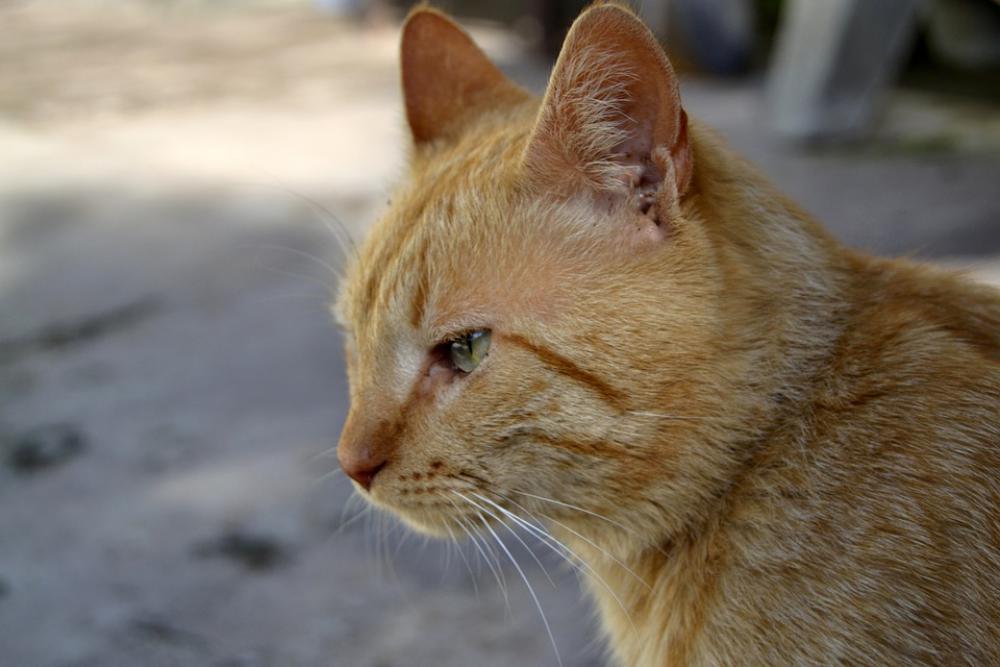 Cat Pets Animals Pet Cats Cat Pets Animals Pet Cats