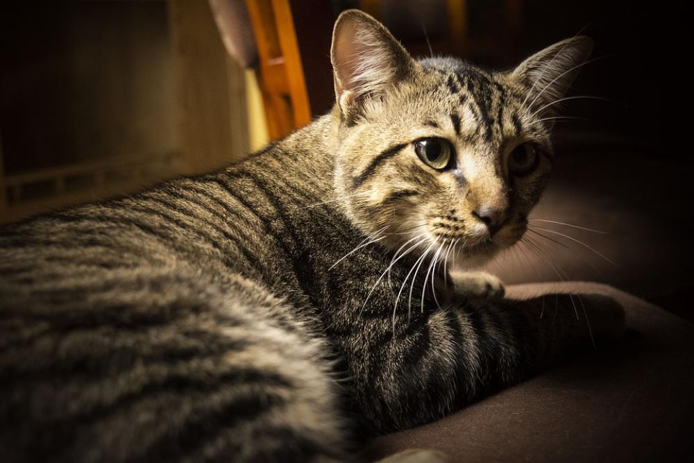 Cat Animals Cats Portrait Cat Animals Cats Portrait