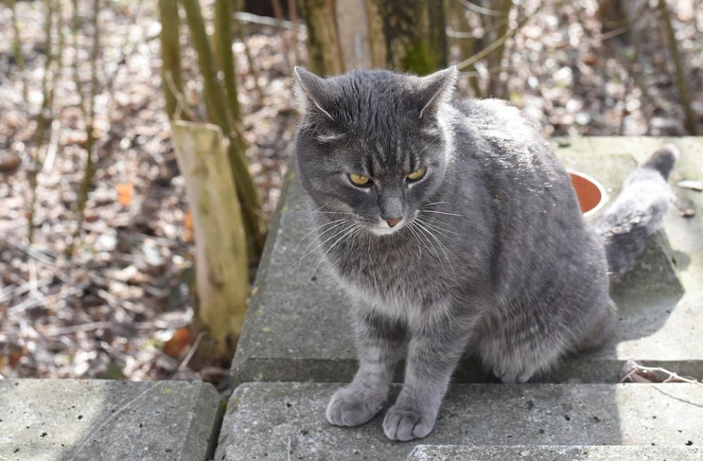Cat Grey Forest Concrete Cat Grey Forest Concrete