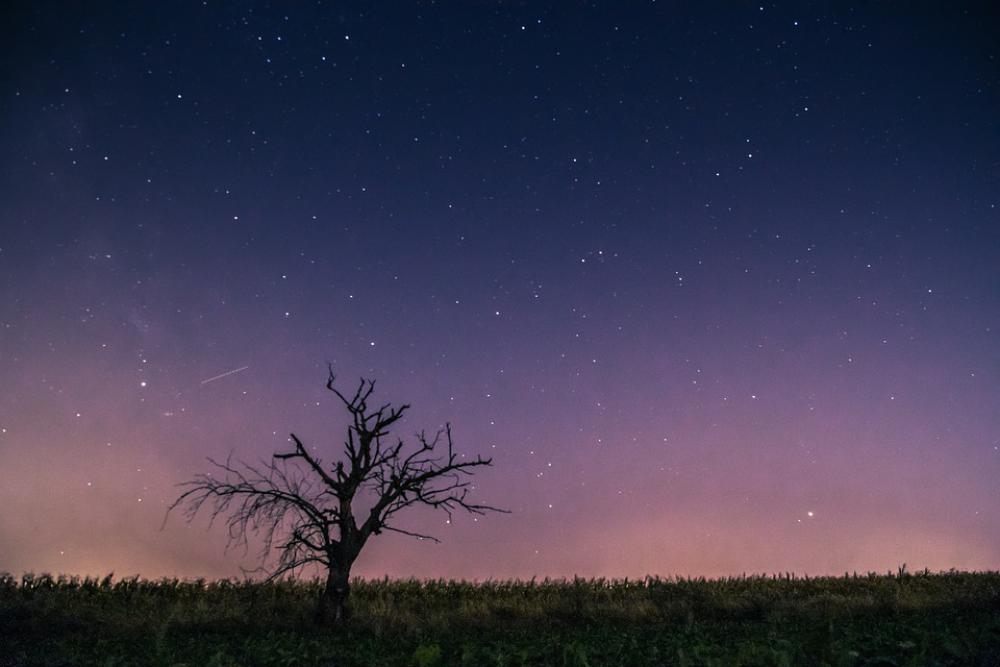 Celebrities Meteor Milky Way Lone Tree Celebrities Meteor Milky Way Lone Tree