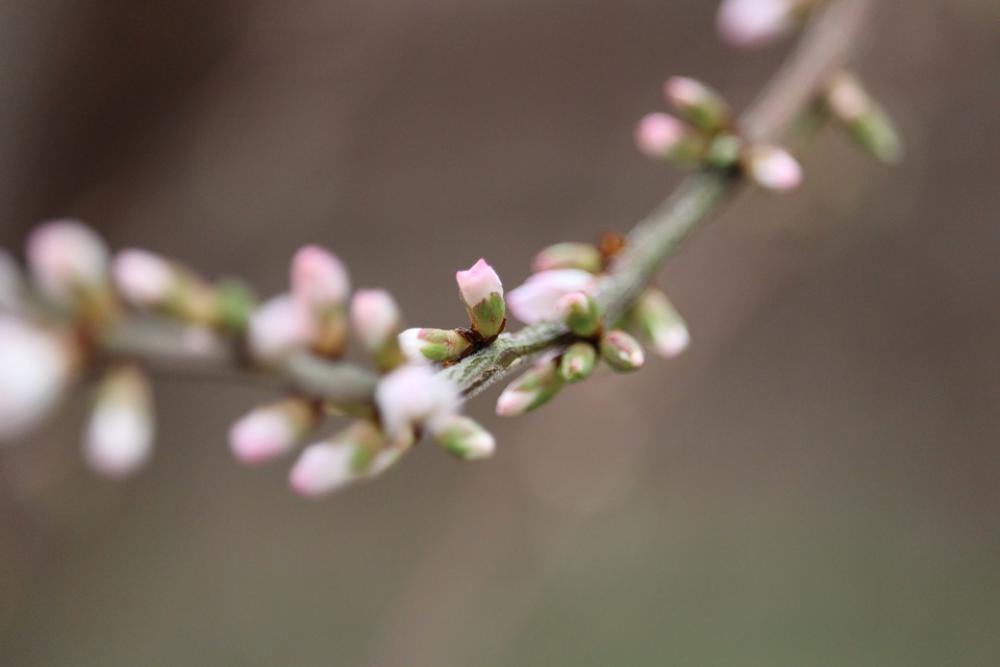 Cherry Blossom Flower Bud Cherry Blossom Flower Bud