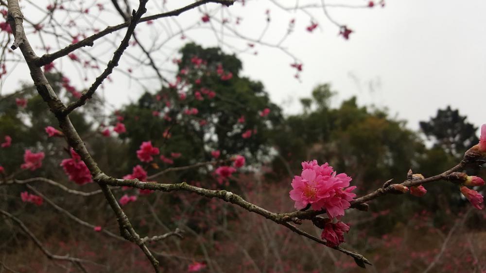 Cherry Blossoms Summit Resort Taichung Taiwan Cherry Blossoms Summit Resort Taichung Taiwan