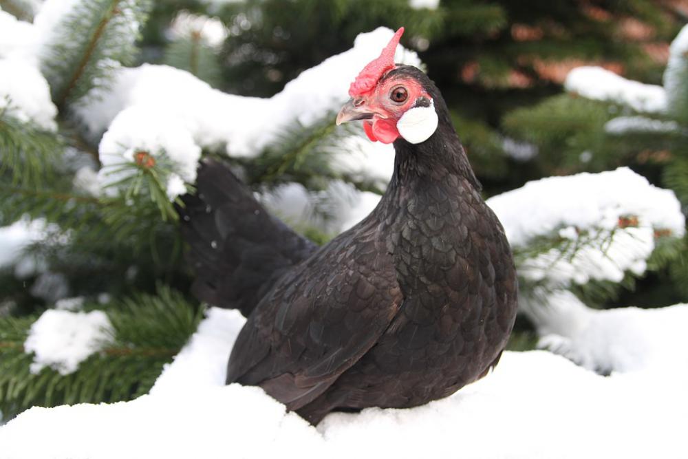 Chicken Hen Poultry Free Range Animal Bill Chicken Hen Poultry Free Range Animal Bill