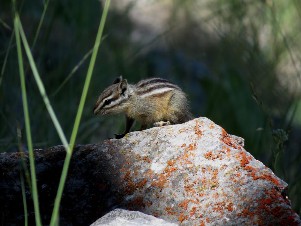 Chipmunk Rodent Stripes Cute Animal Furry Chipmunk Rodent Stripes Cute Animal Furry