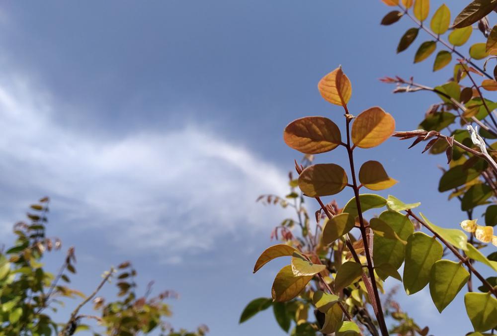 Clouds Plant Spring Daylight Clouds Plant Spring Daylight