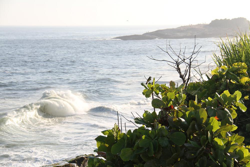 Copacabana Brazilwood Rio De Janeiro Ocean Bird Copacabana Brazilwood Rio De Janeiro Ocean Bird