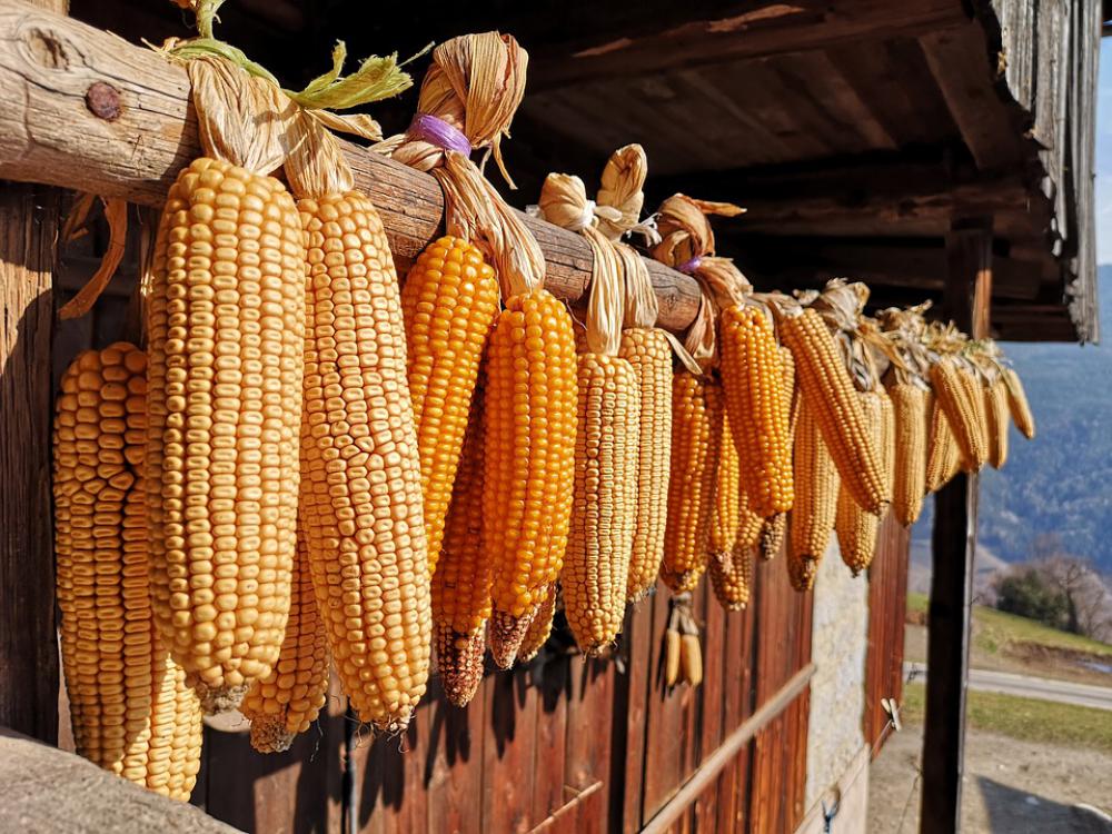 Corn Vegetables Healthy Ornament Contadiono Corn Vegetables Healthy Ornament Contadiono