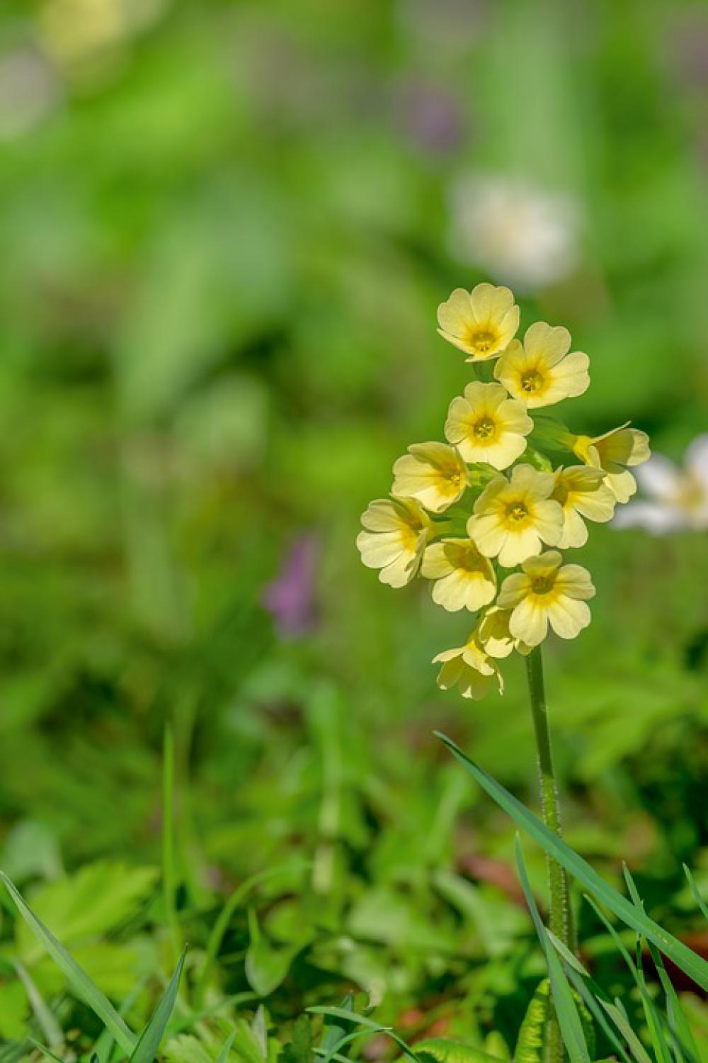 Cowslip Spring Blossom Bloom Yellow Cowslip Spring Blossom Bloom Yellow