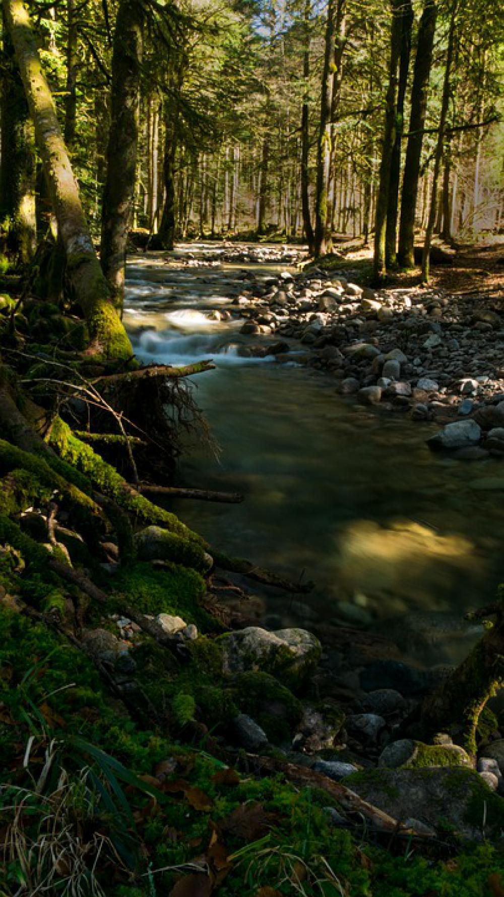 Creek Vosges Nature Landscape Mountains Tree Creek Vosges Nature Landscape Mountains Tree