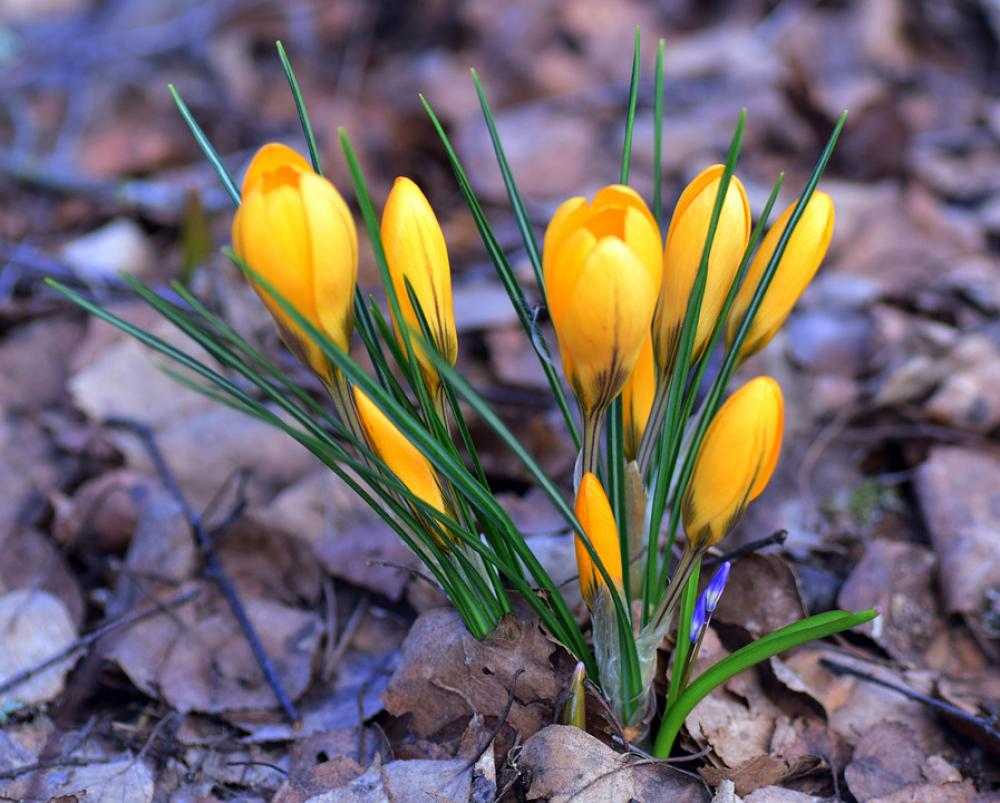 Crocus Iris Plant Perennial Flower Crocus Iris Plant Perennial Flower